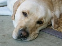 IMG_0367.jpeg