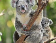 Koala Claw.jpg
