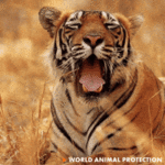 Tired Worn Out GIF by World Animal Protection Tired Worn Out GIF by World Animal Protection