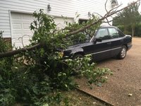 Tree.JPG