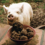 trufflehog.jpg