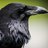 Blackcrow