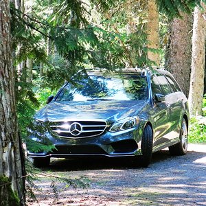 Among the Cedars.JPG