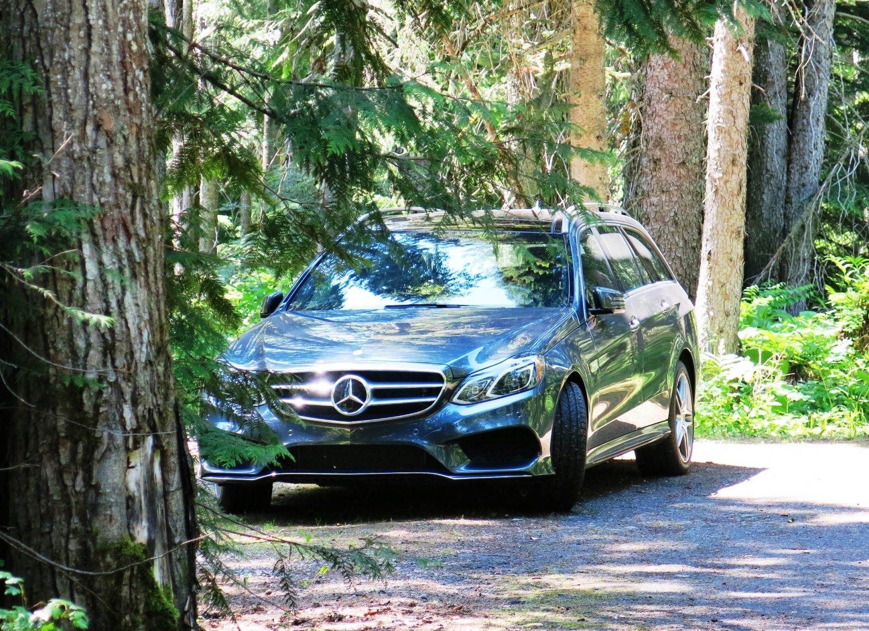 Among the Cedars.JPG